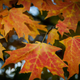 Illustration for article titled Shooting Challenge Fall Leaves Gallery 9
